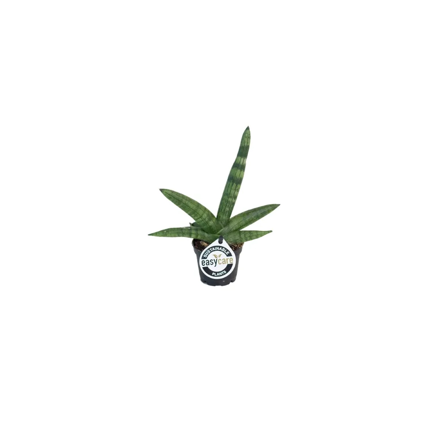 Wężownica Sansevieria Boncellensis mini wys. 10-13cm don. 6cm