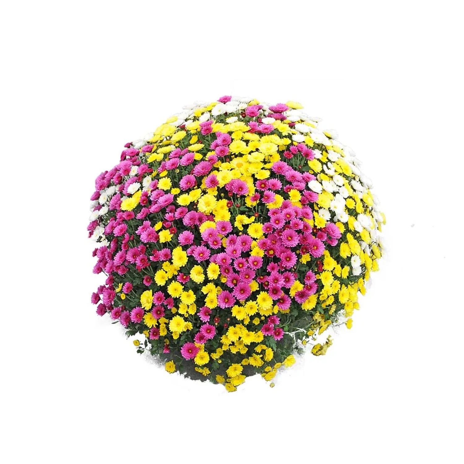 Chryzantema (Chrysanthemum sp.) samokrzew - don. 21 cm