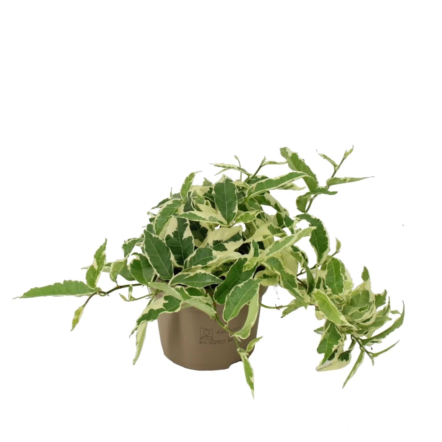 Fikus (Ficus Sagittata White) don. 12 cm