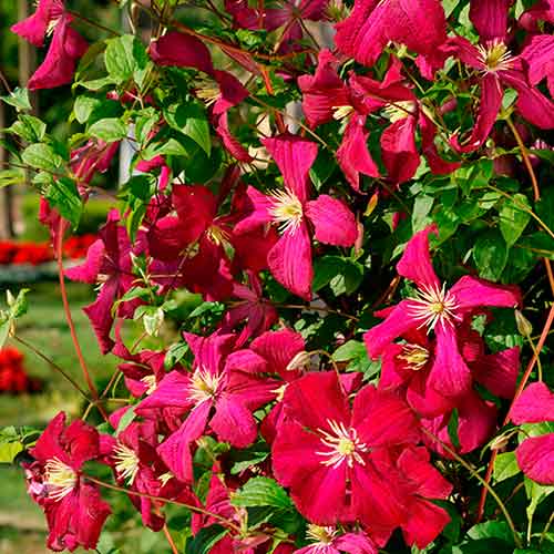 30 buc, Clematis Madame Julia Correvon - Răsaduri: Mod de ambalare: 30 buc