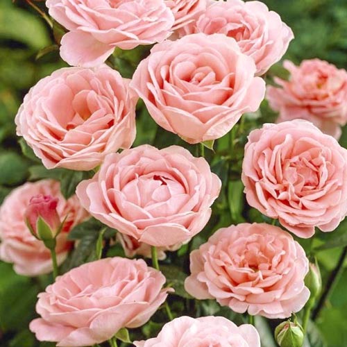 1 buc, Trandafir floribunda Perfume Fashion , C3 - Butași: Mod de ambalare: 1 buc