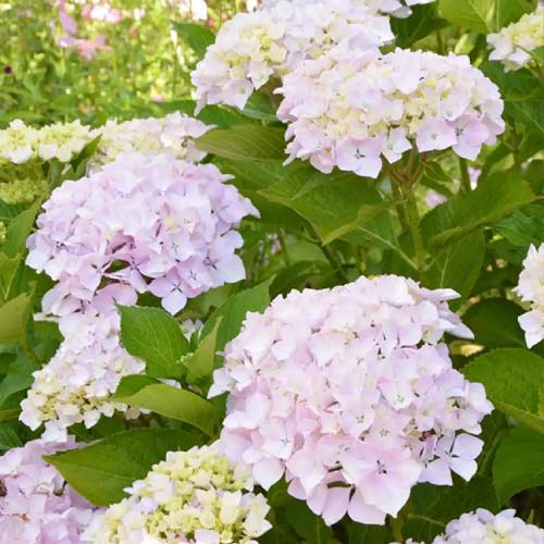 Hortenzia veľkolistá Soeur Therese, C2 - : Monžstvo balíkov: 1 sad
