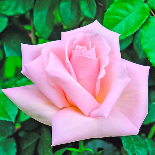1 szt, Großblumige Rose Antonella - Setzlinge: Ilość w opakowaniu: 1 szt