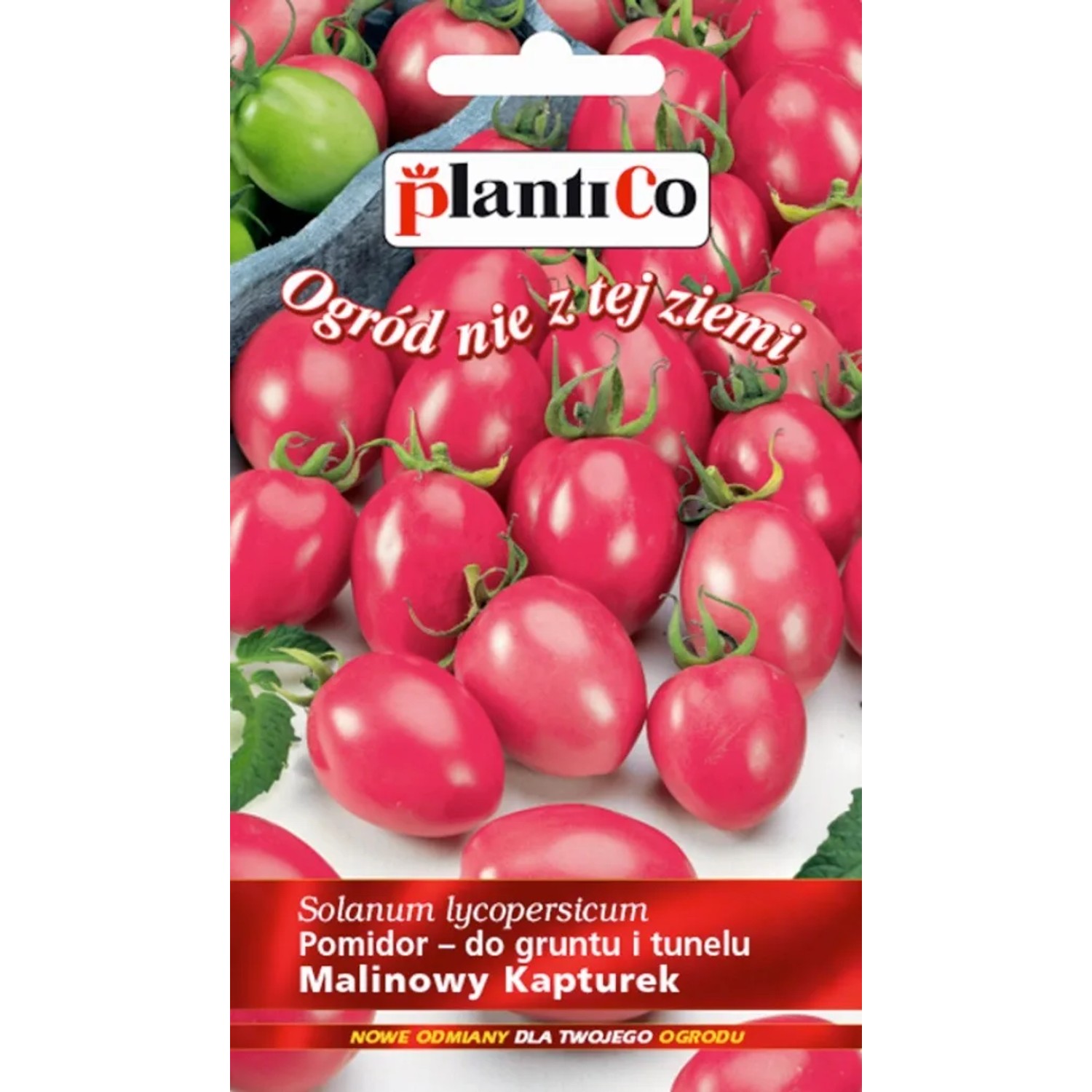 Pomidor cherry Malinowy Kapturek