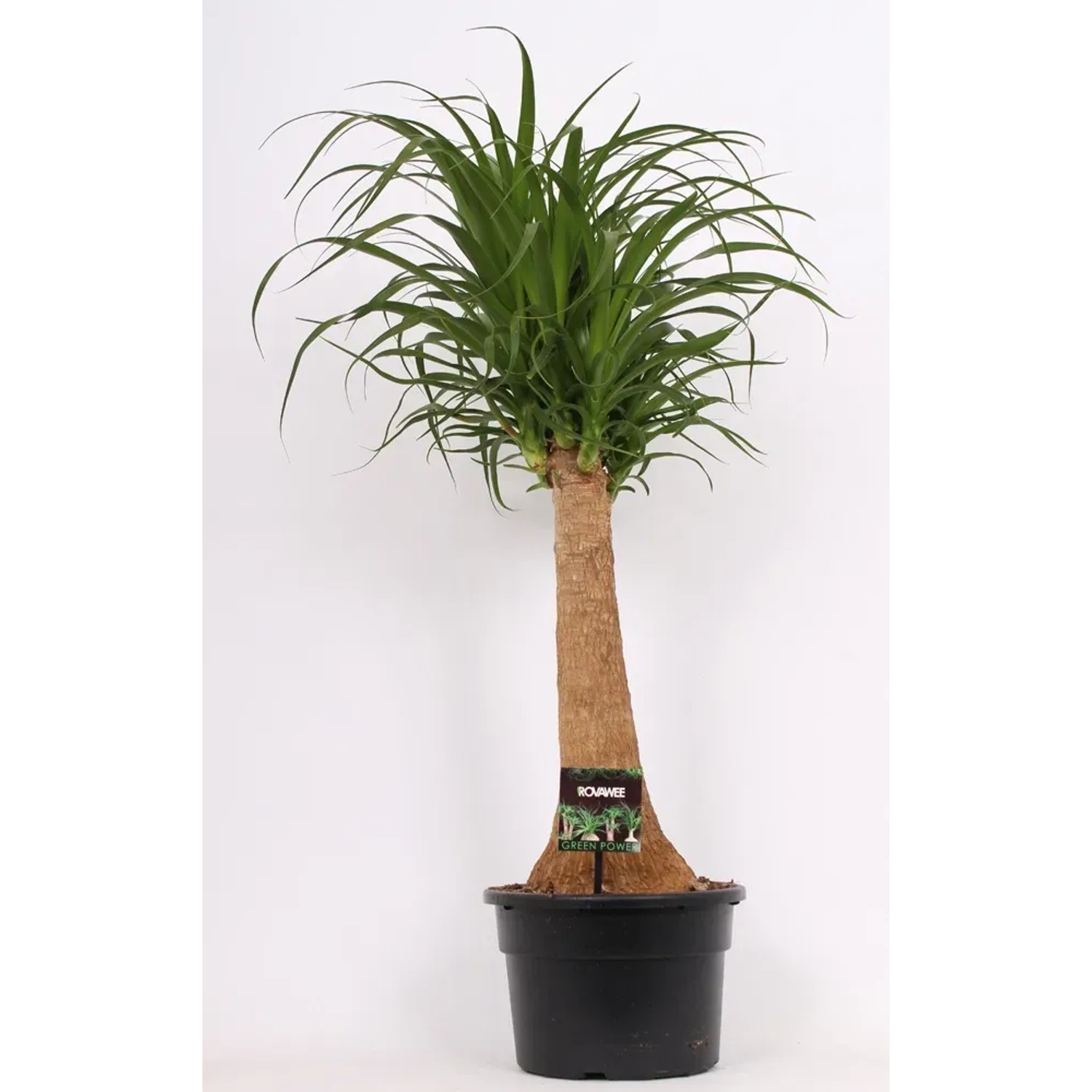 Nolina (Beaucarnea Recurvata) pień - don. 24 cm
