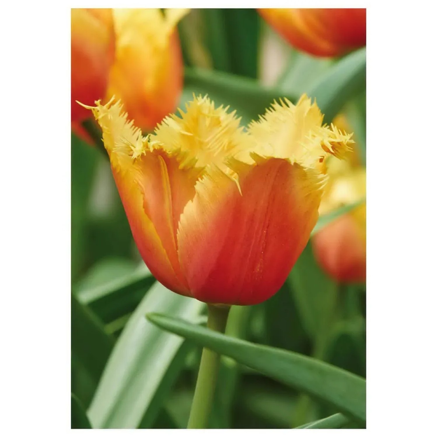Tulipan Fringed Lambada 7 szt. pomarańczowo-żółty