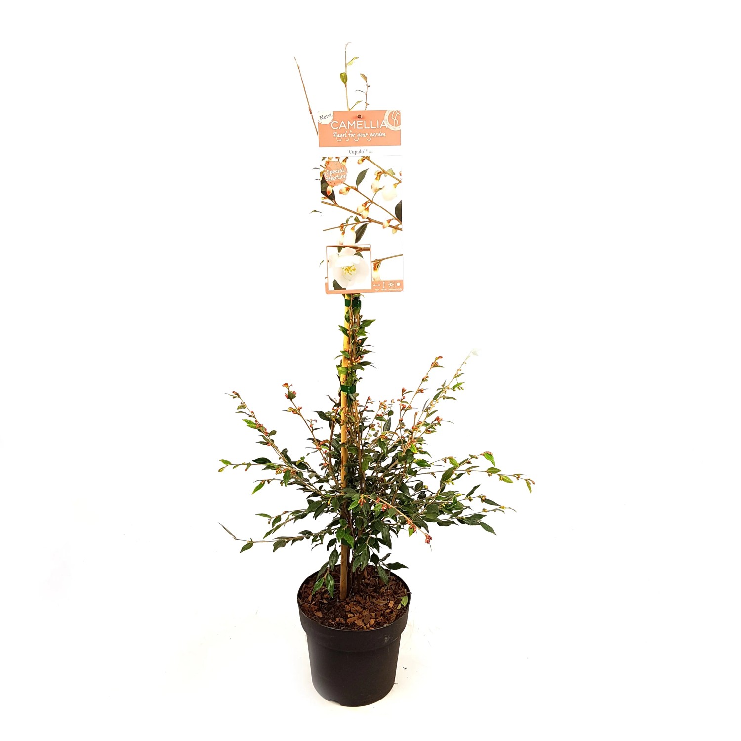 Kamelia japońska (Camelia) 30 pąków różowa - don. 19 cm