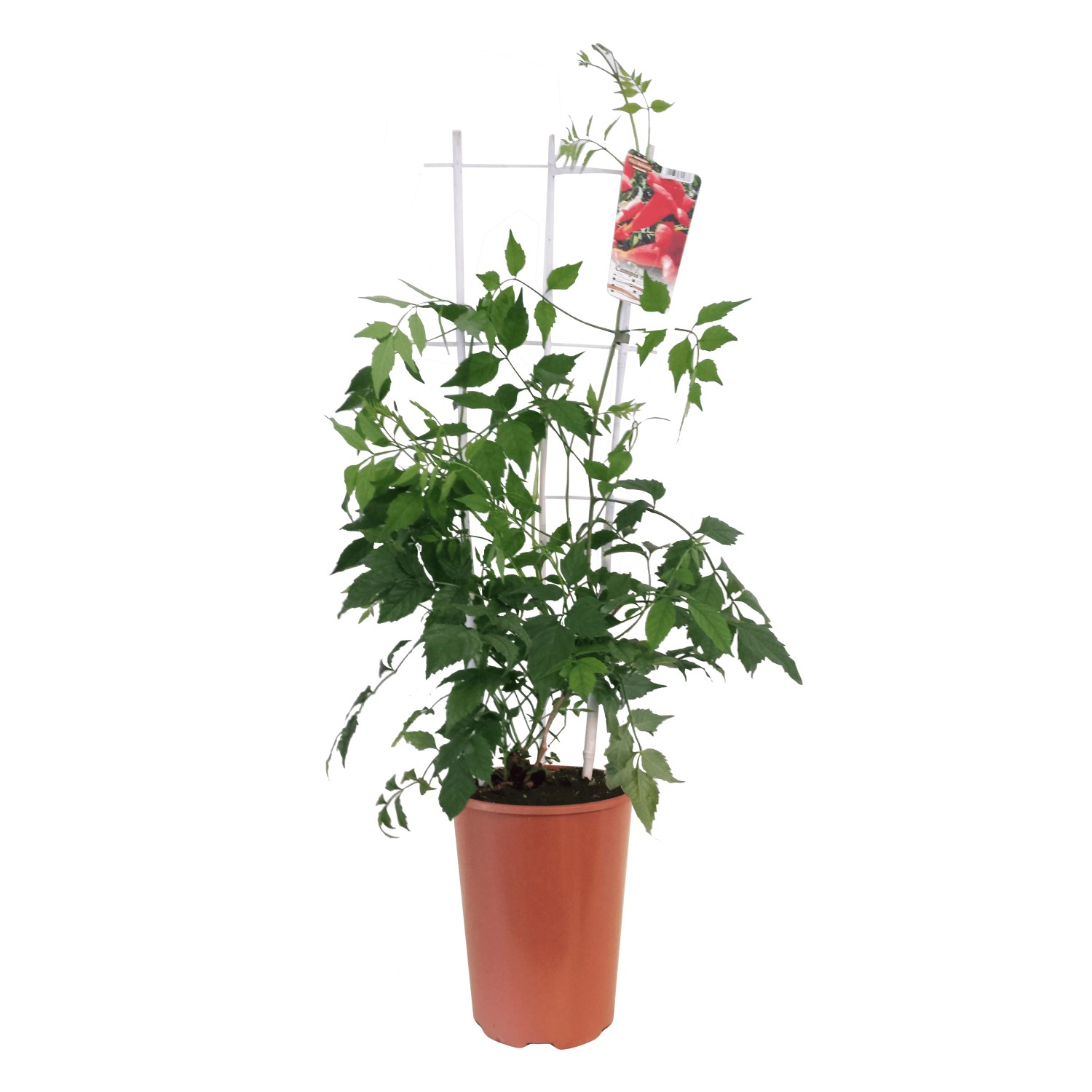 Milin Mini Patio wys.90cm