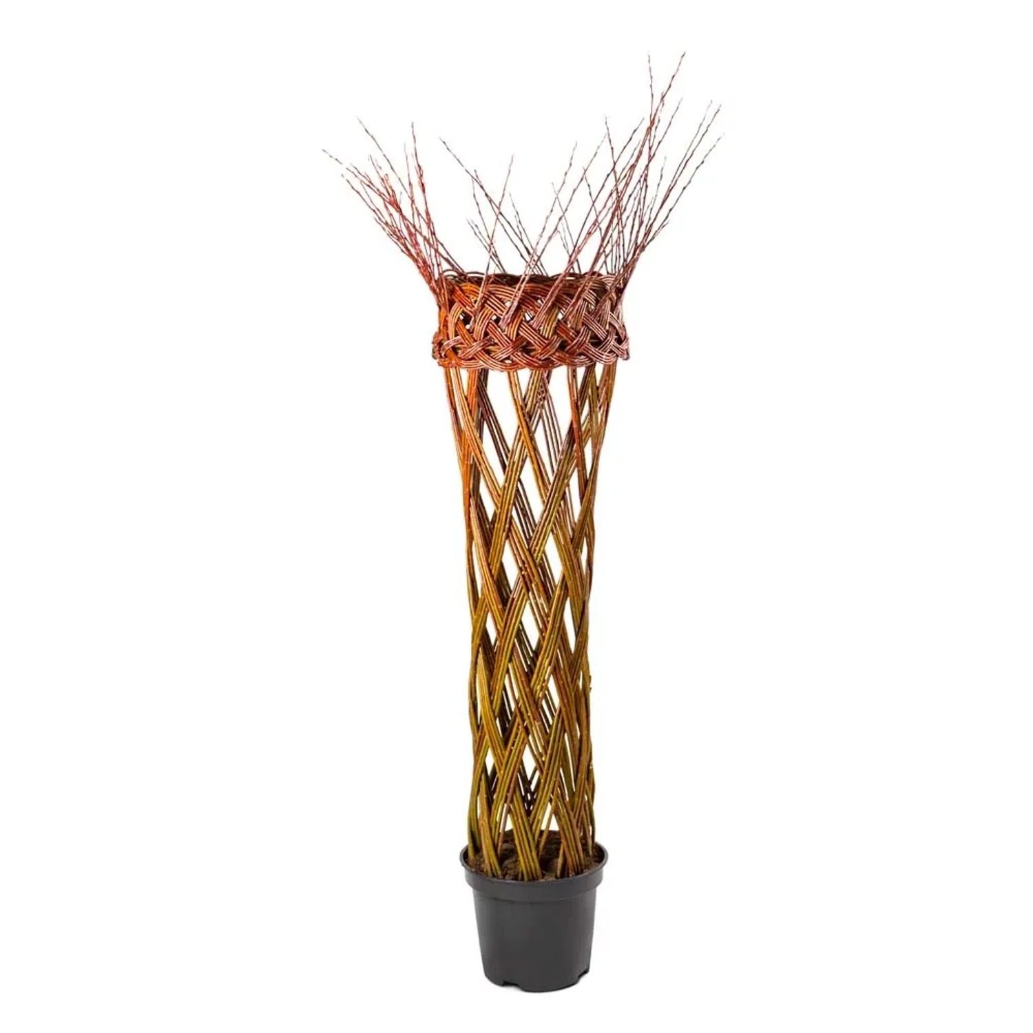 Wierzba pleciona - wys. 120 cm, don. 5 l