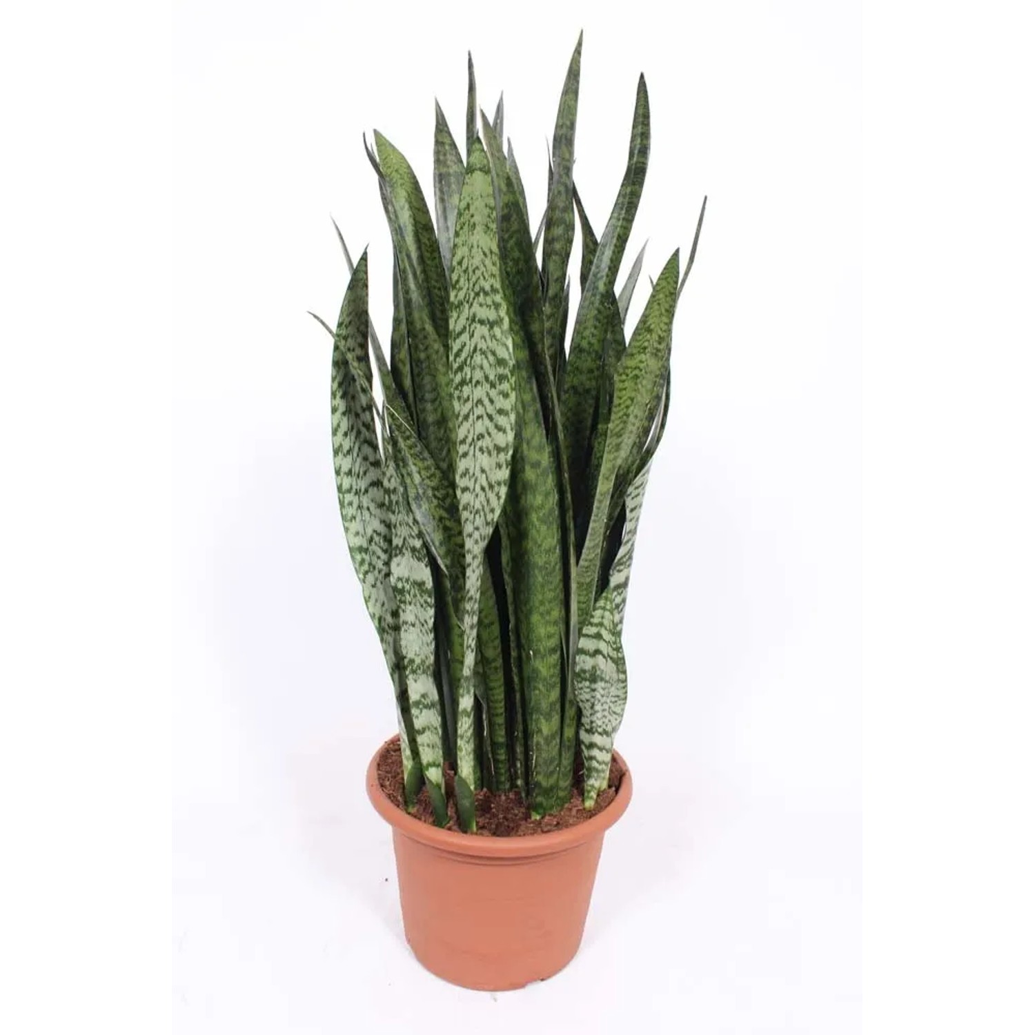 Wężownica (Sansevieria) Zeylenica - wys. 100 cm, don. 35 cm