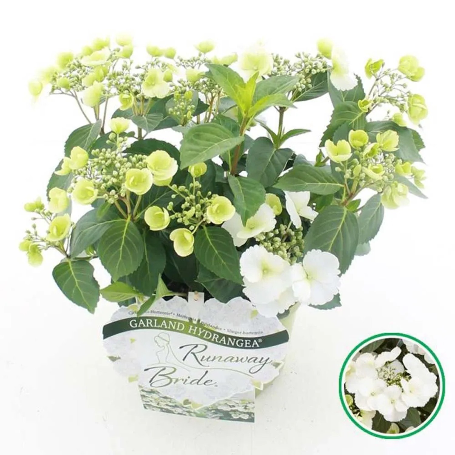 Hortensja (Hydrangea hybrid Runaway Bride) - don. 20 cm
