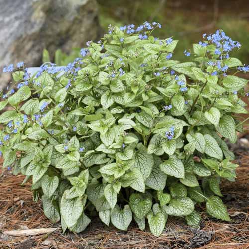 1 buc, Brunnera Silver Heart, C3 - Puieți: Mod de ambalare: 1 buc