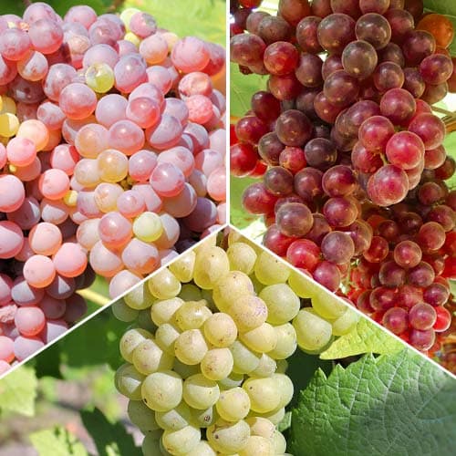 3 saz, Super nabídka! Sada vinné révy Prestige, 3 sazenice - : Monžstvo balíkov: 3 saz