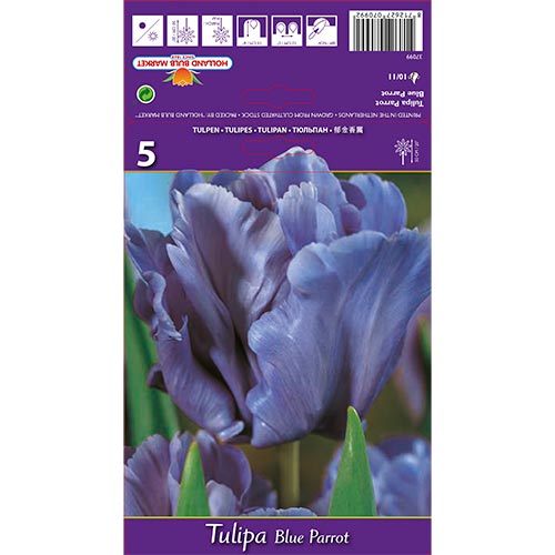 5 cib, Tulipán Blue Parrot - : Monžstvo balíkov: 5 cib