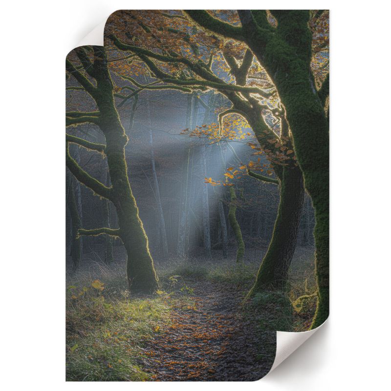 Grafika Na Ścianę ArtPrintCave 29,7x42 cm Jesienny las Magnus 1 szt.