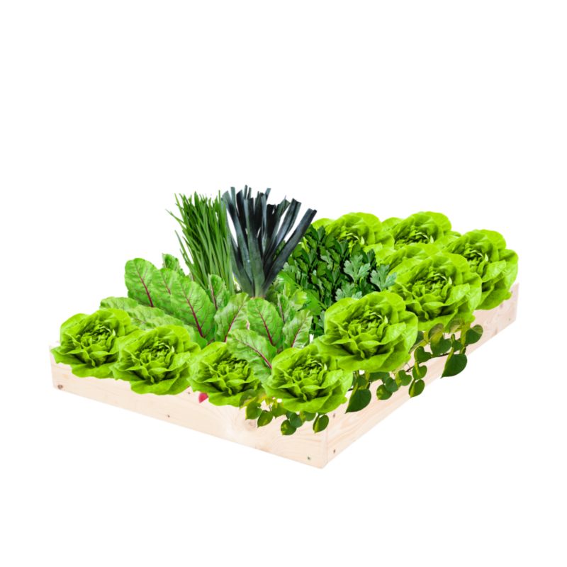 Skrzynia warzywna MODO24 regulowana inspekt 9x90x90 cm naturalne drewno 1 szt