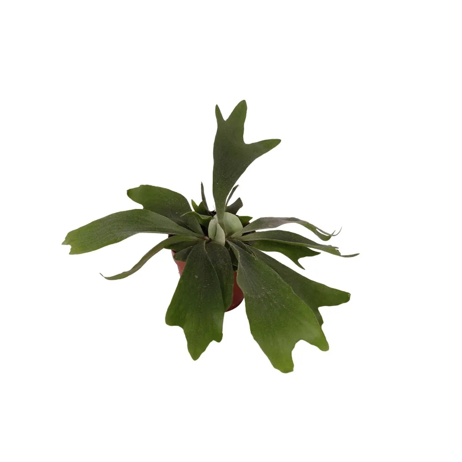 Płaskla (Platycerium) wys. 30-35 cm don. 12 cm