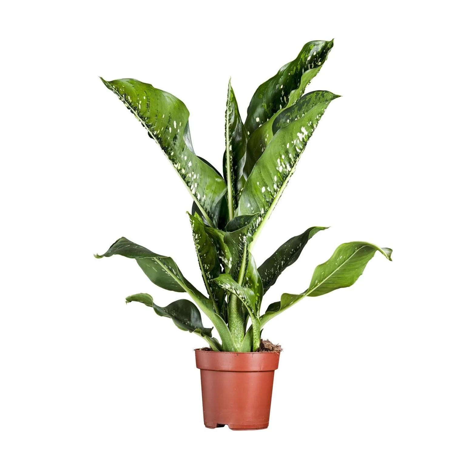 Dieffenbachia Seguine Caiman don. 21 cm