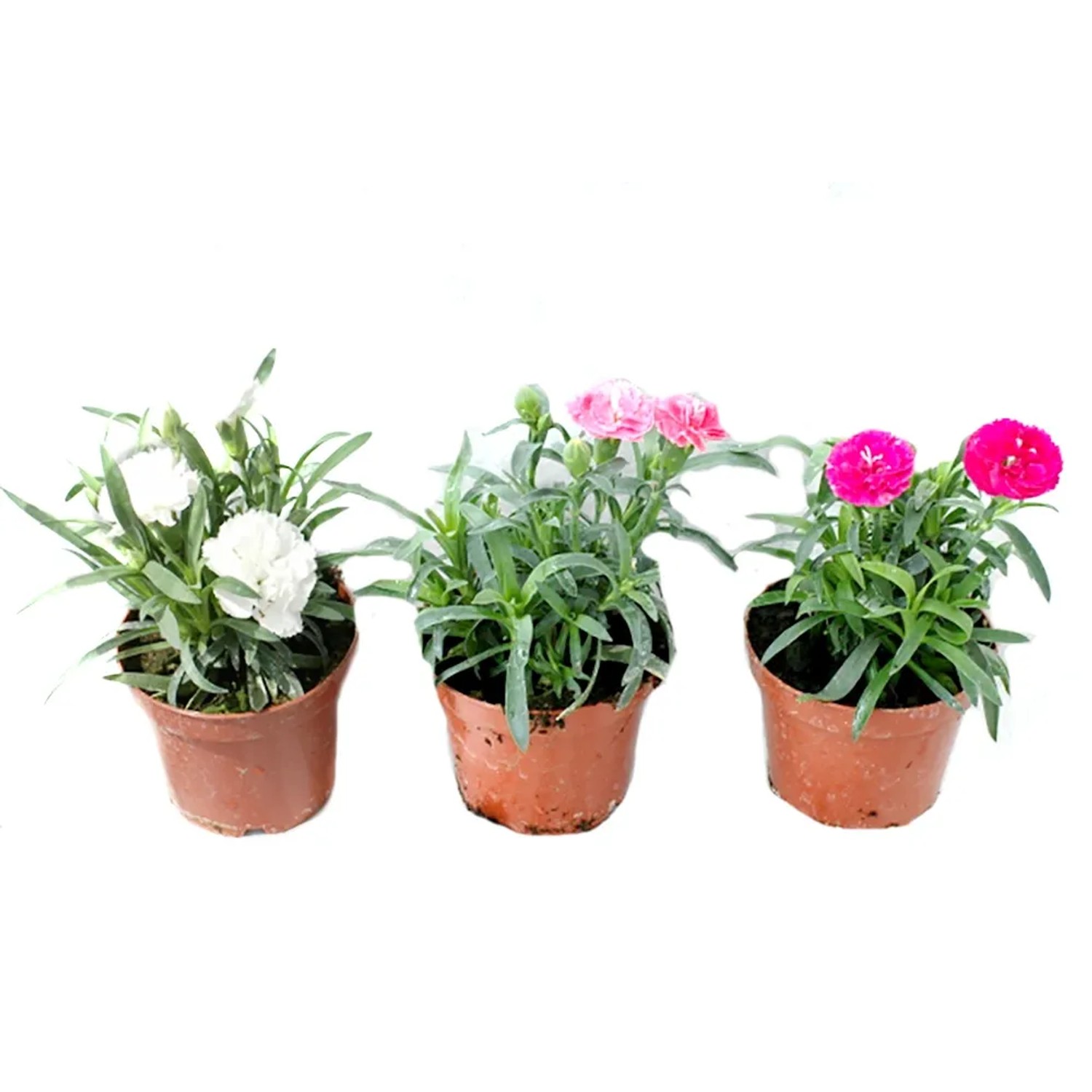 Goździk ogrodowy (Dianthus) don.9,5 cm