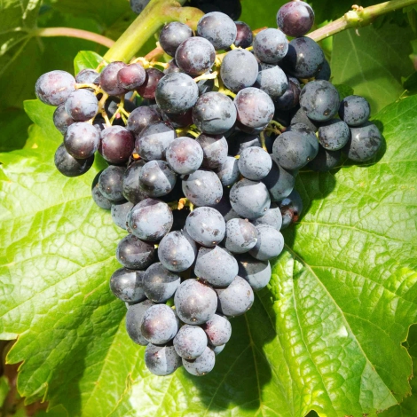 1 sadz, Winorośl Muscat Bleu - Sadzonki: Ilość w opakowaniu: 1 sadz