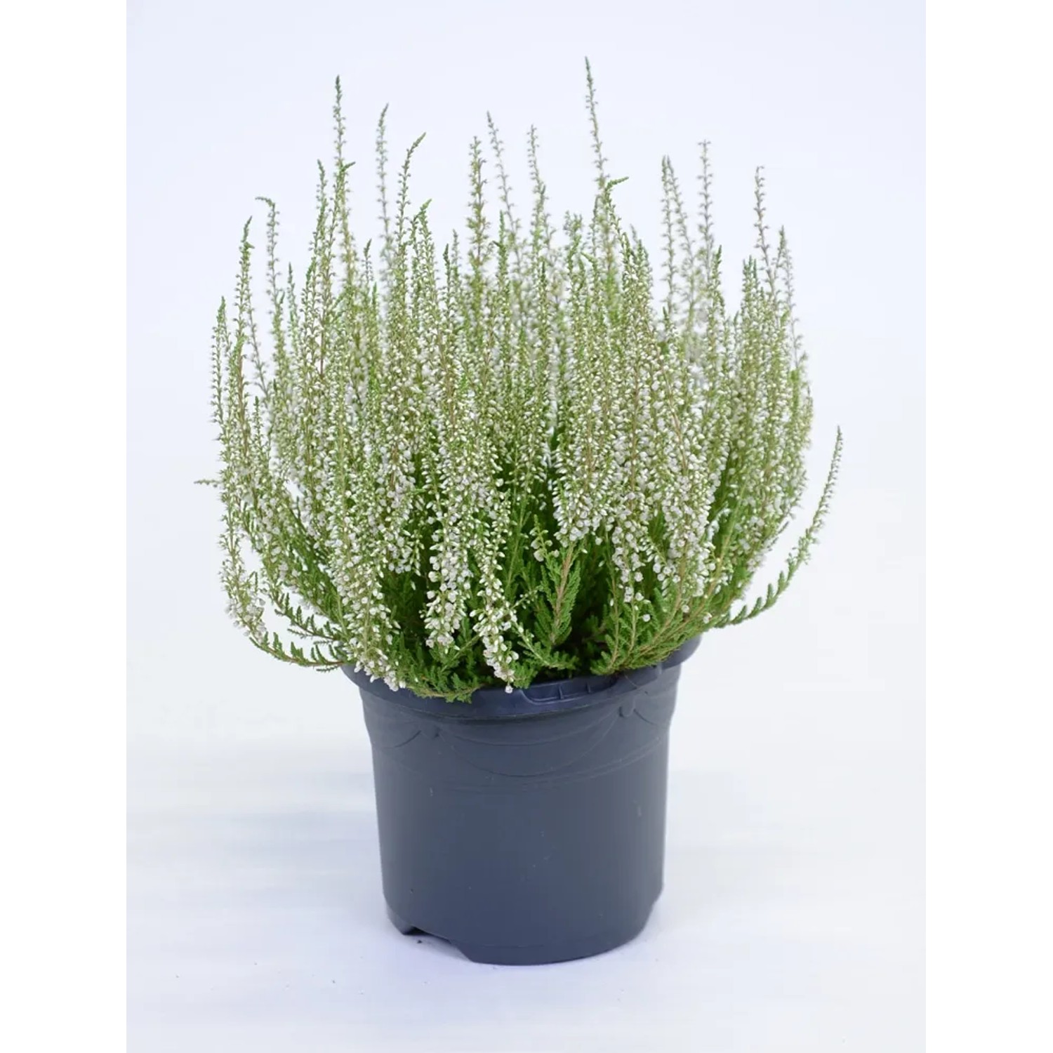 Wrzos (Calluna Beauty ladies) - don. 17 cm