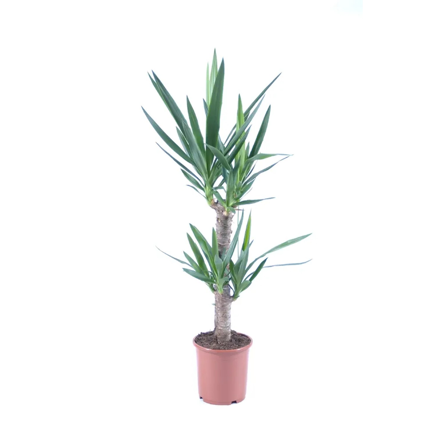 Juka (Yucca) - wys. 100 cm, don. 19 cm