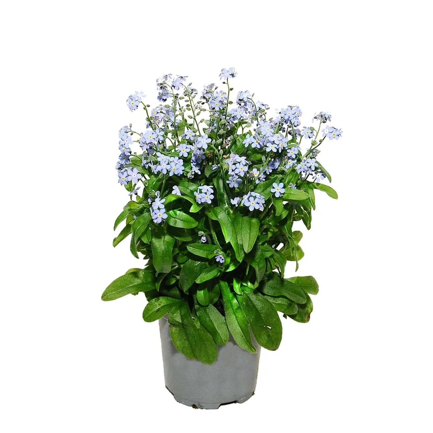 Niezapominajka Polska (Myosotis) - don. 10 cm