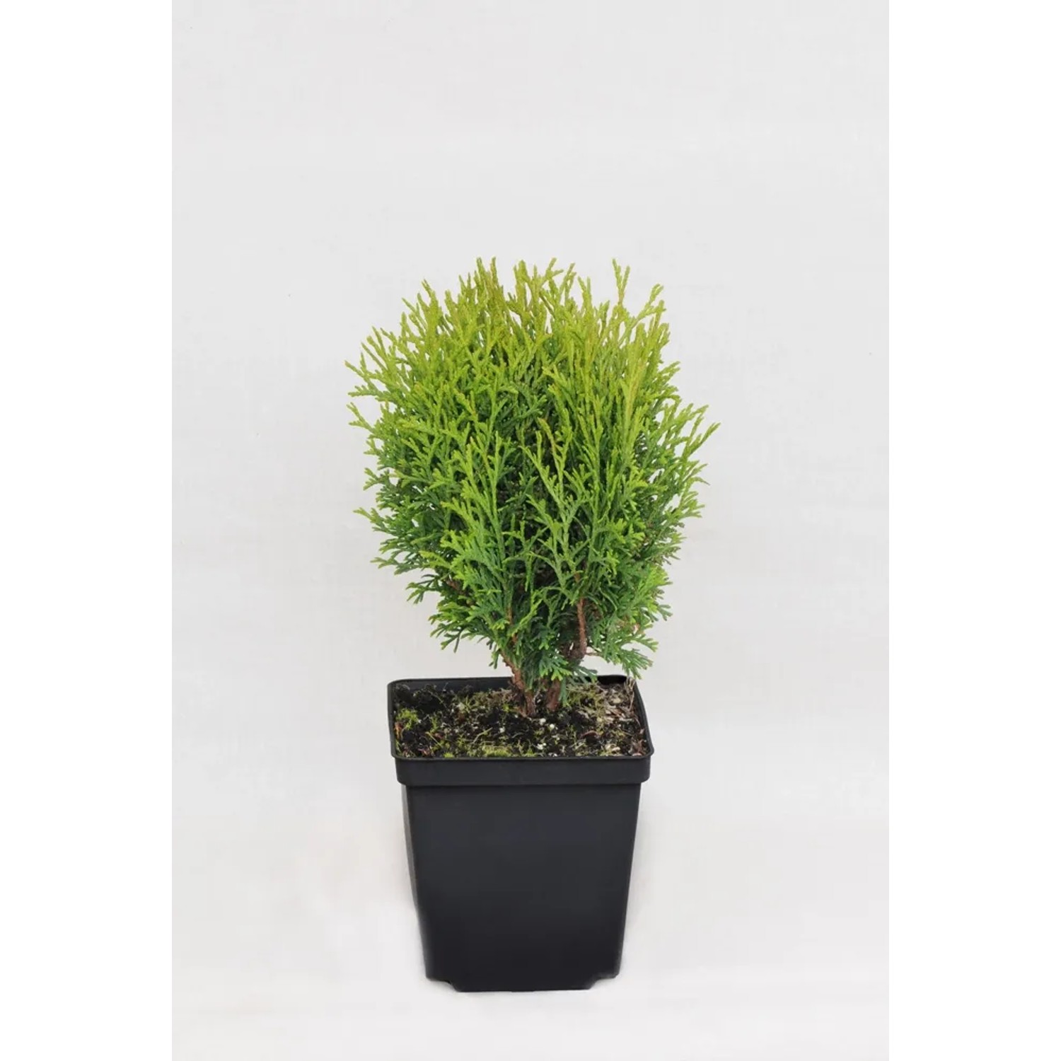 Tuja (Thuja) Hoseri - don. 2 l