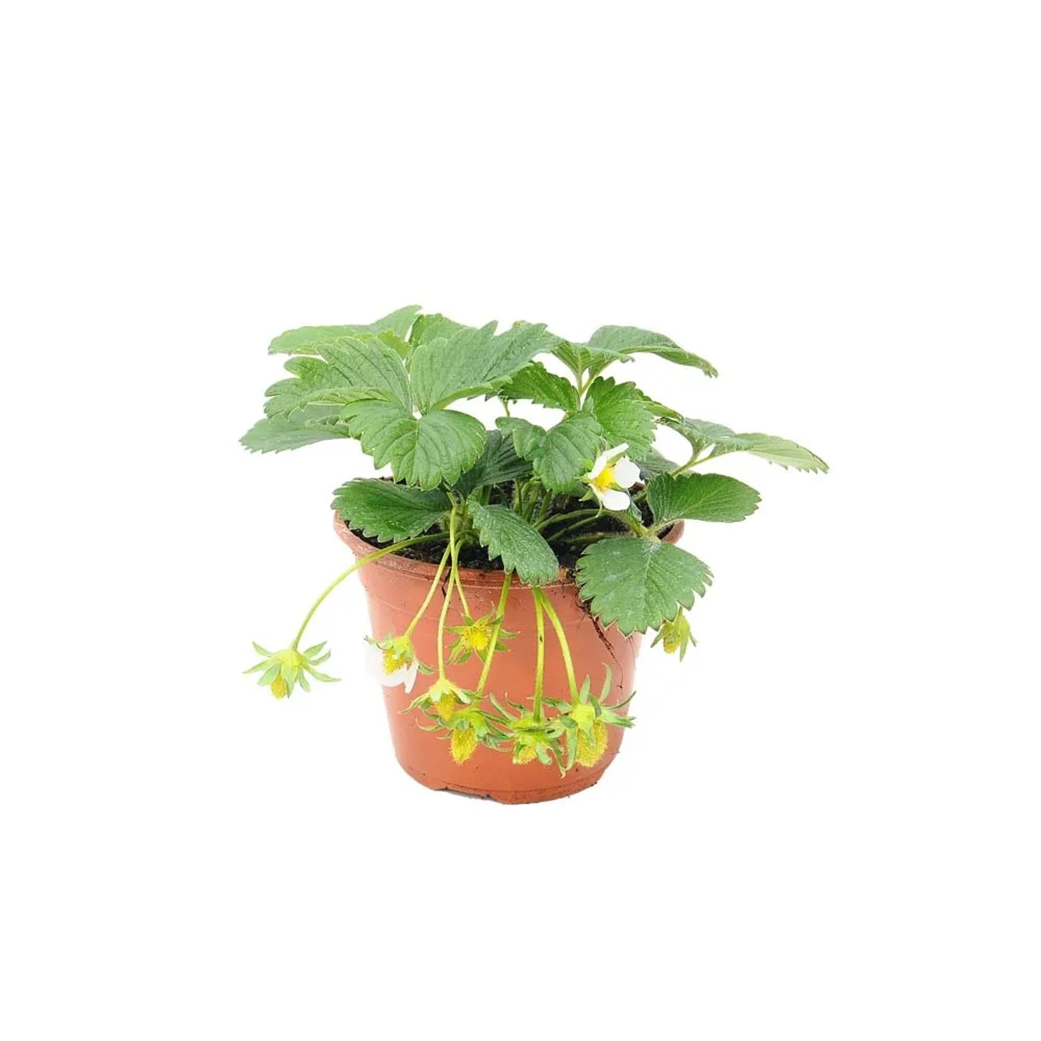 Truskawka Fragaria Toscana dekoracyjna - don. 14 cm