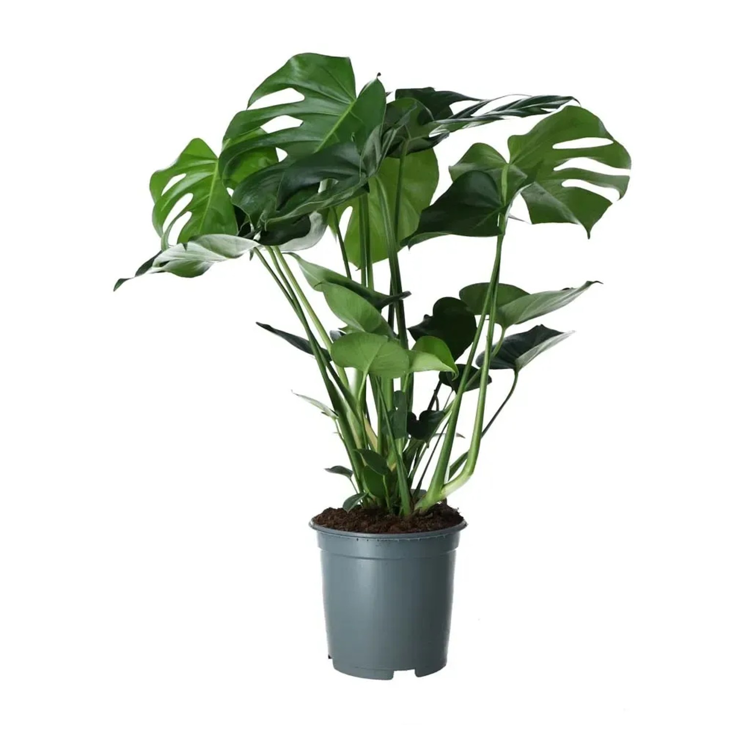 Monstera tauerii (Monstera) - don. 21 cm
