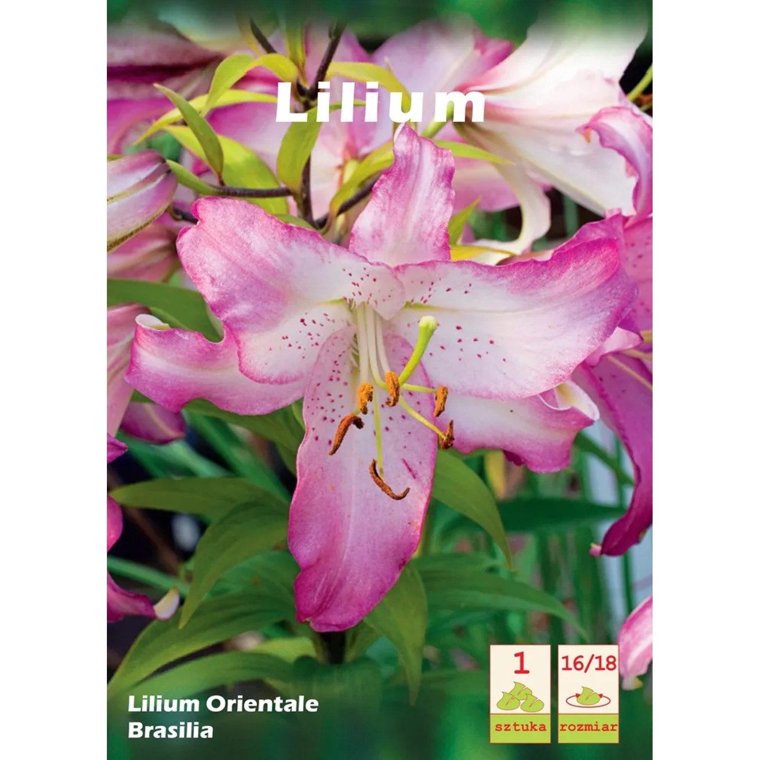 Lilia - Lilium orientale Brasilia 1 szt.