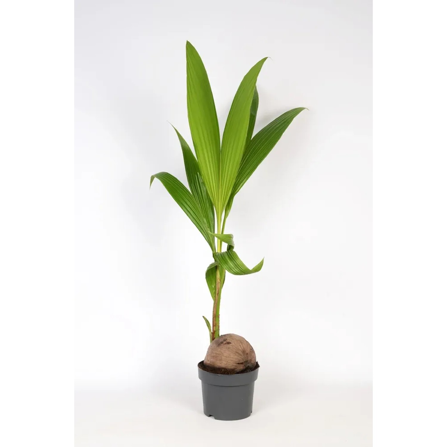 Palma kokosowa wys. 130cm don. 19cm