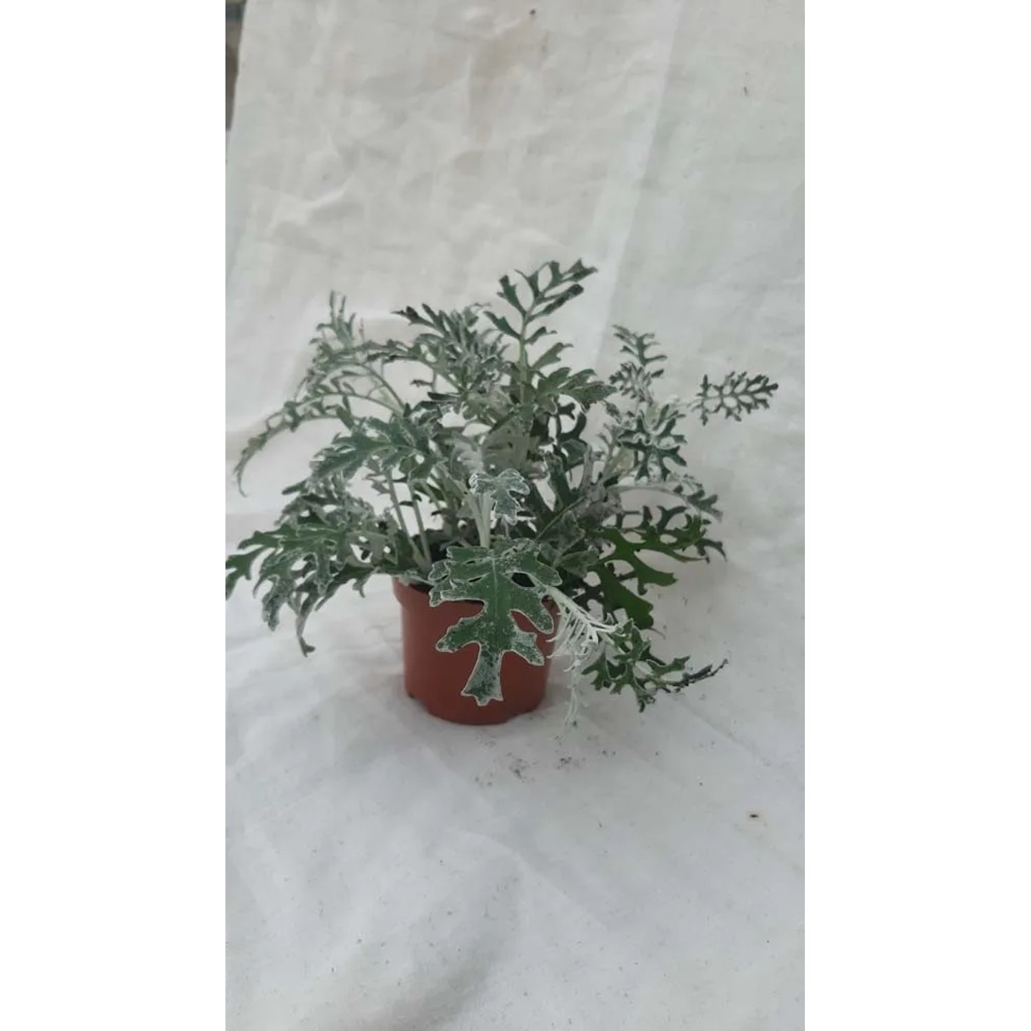 Starzec (Cineraria) don. 10 cm