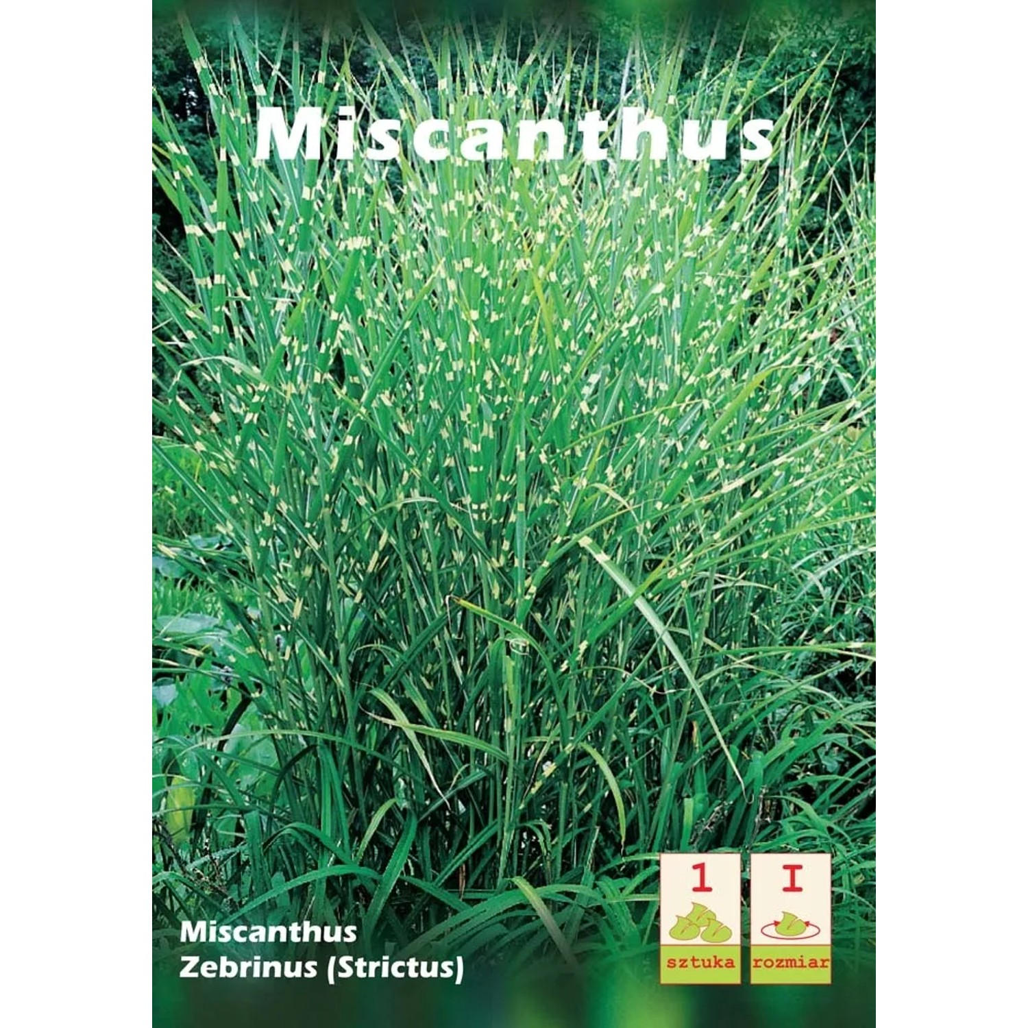 Miskant chiński (Miscanthus Zebrinus Strictus)