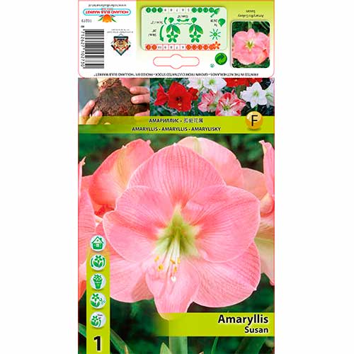 1 Stück, Amaryllis (Ritterstern) Susan - Zwiebeln: Ilość w opakowaniu: 1 Stück