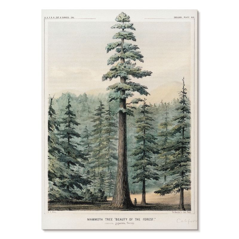 Nowoczesny Plakat na Płótnie Tulup 21x29,7 cm (A4) Wellingtonia Do salonu, sypialni, biura 1 szt.