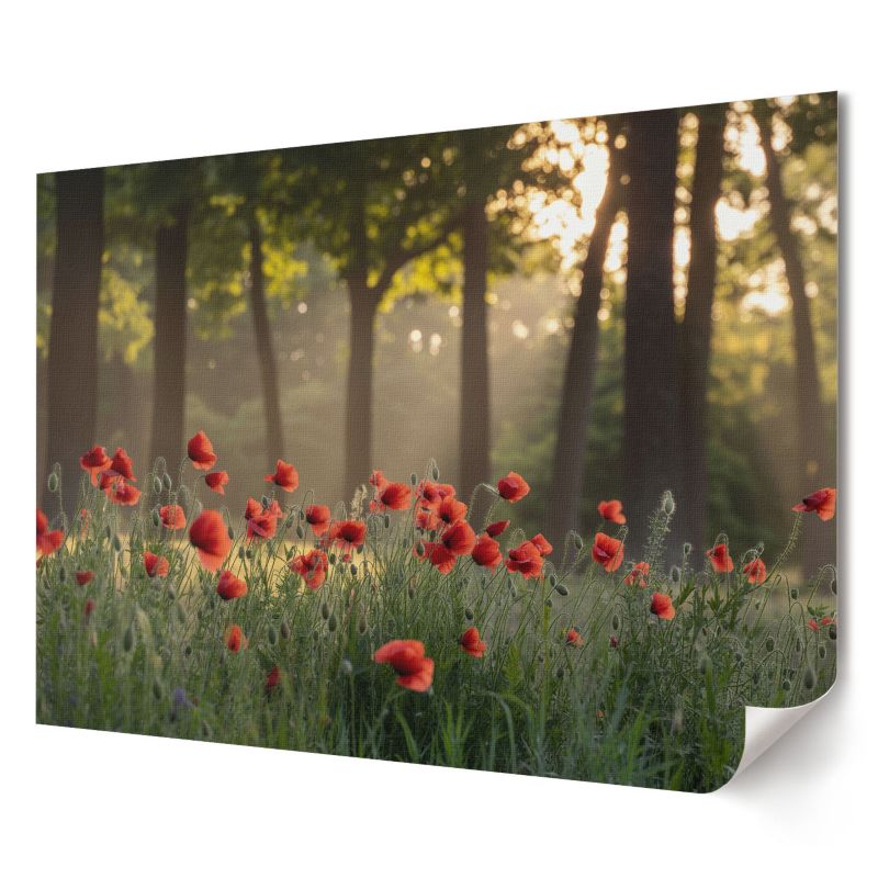 Plakat canvas Wallfluent Format A1 Maki i las Artysta Oops 1 szt.