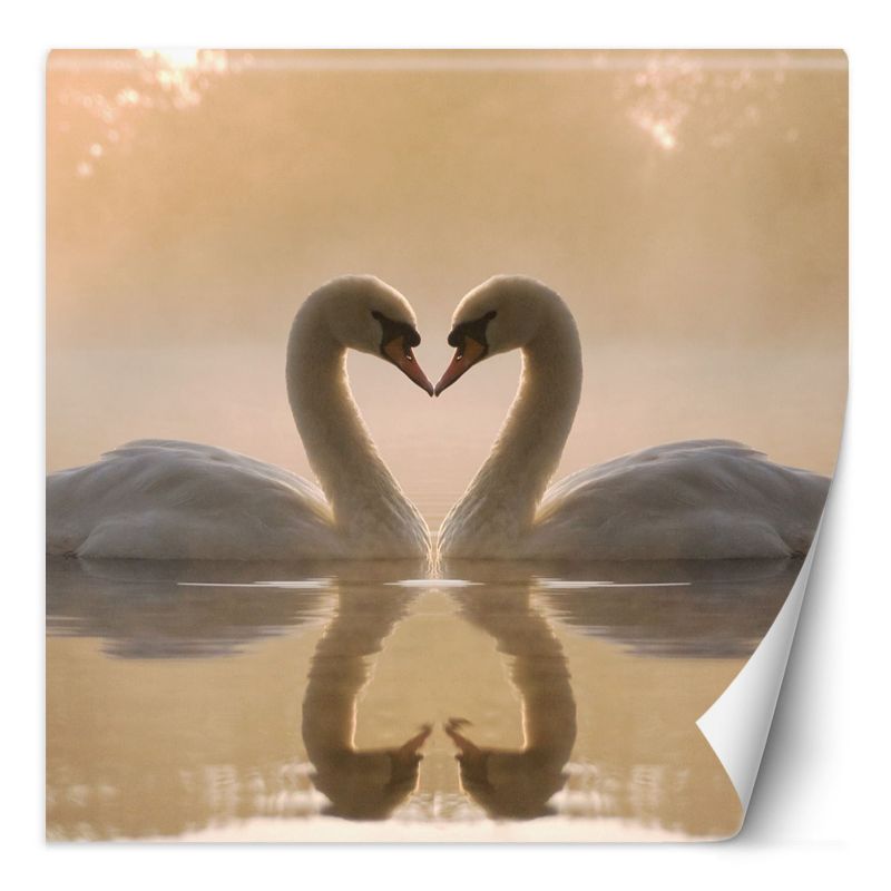 Fototapeta Feeby Łabędzie pływające w jeziorze 100x100 1 szt