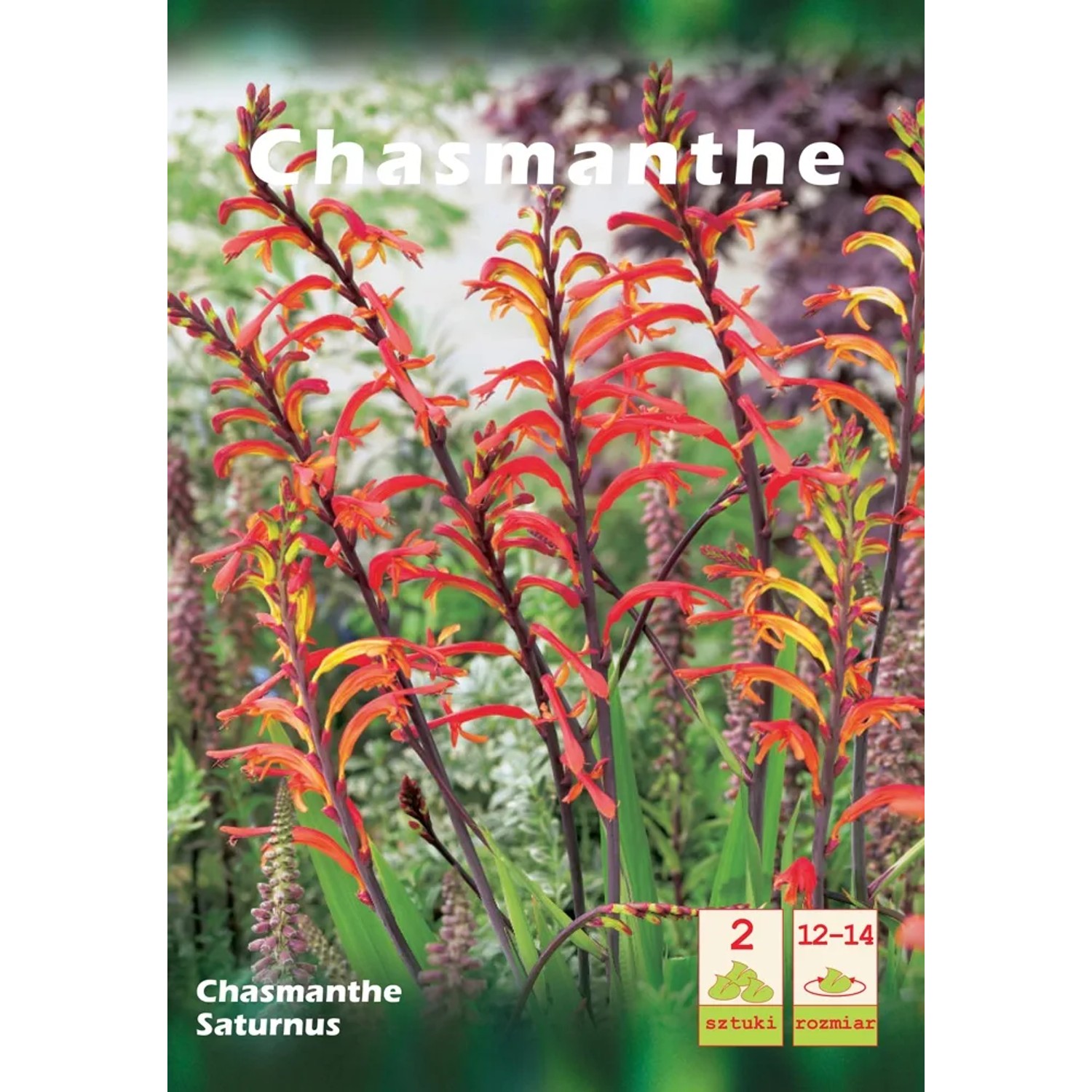 Chasmante Saturnus 1szt. 12-14
