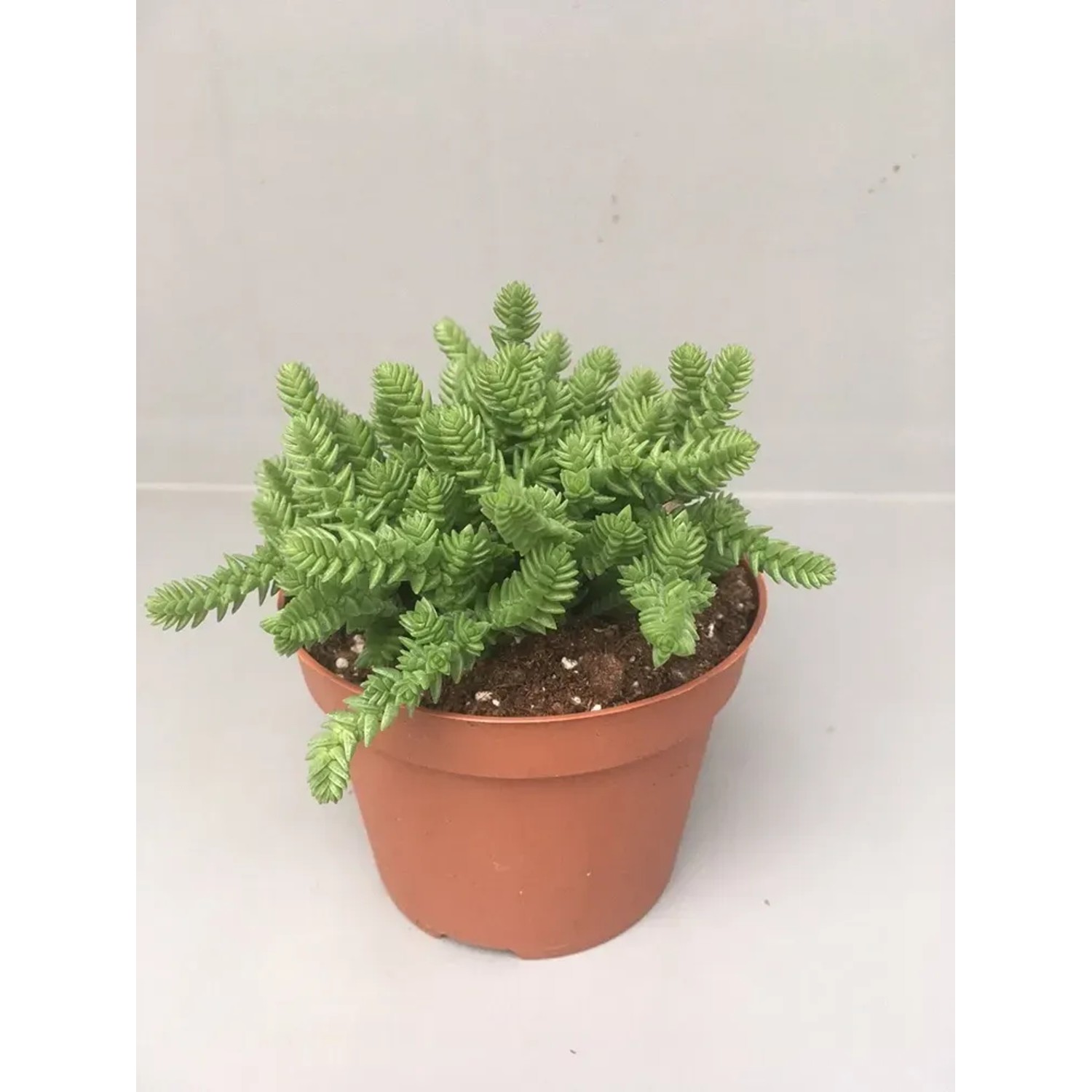 Crassula licopodioides wys. 10-15cm don. 10,5cm