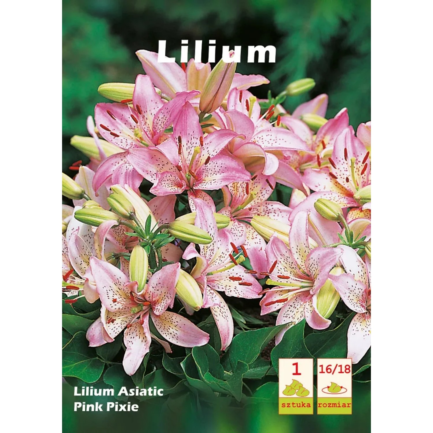 Lilium asiaticum Pink Pixie 1szt. 16/18