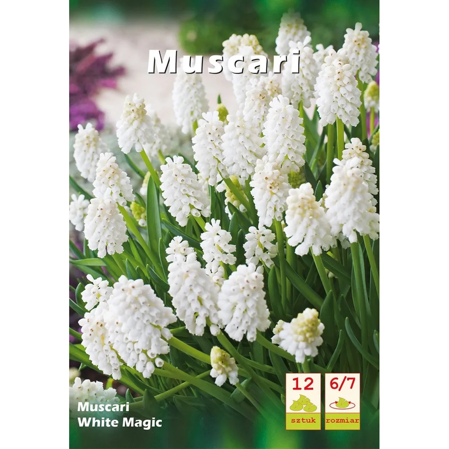 Szafirek (Muscari) White Magic - 12 szt.