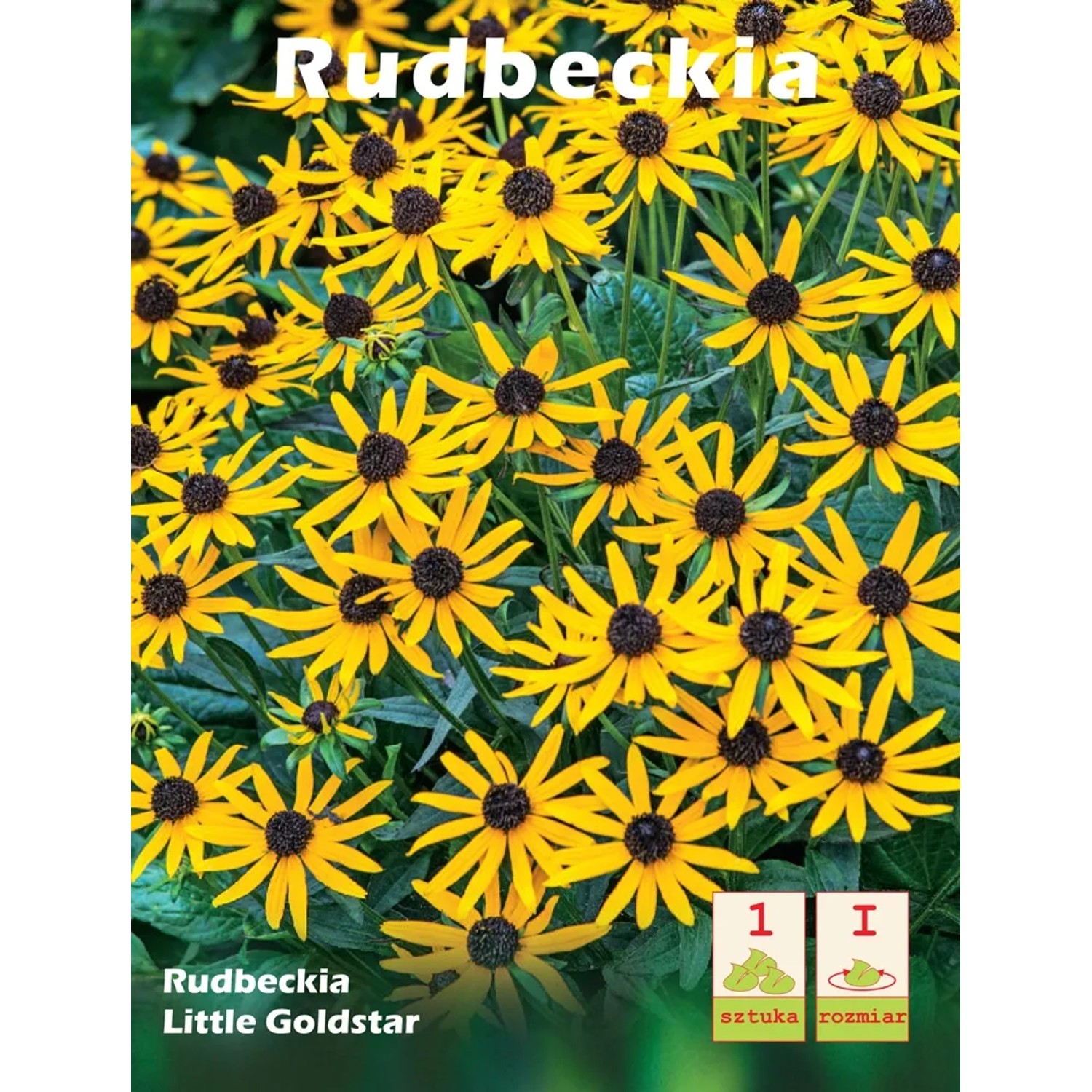 Rudbekia Rudbeckia Little Goldstar 1szt.