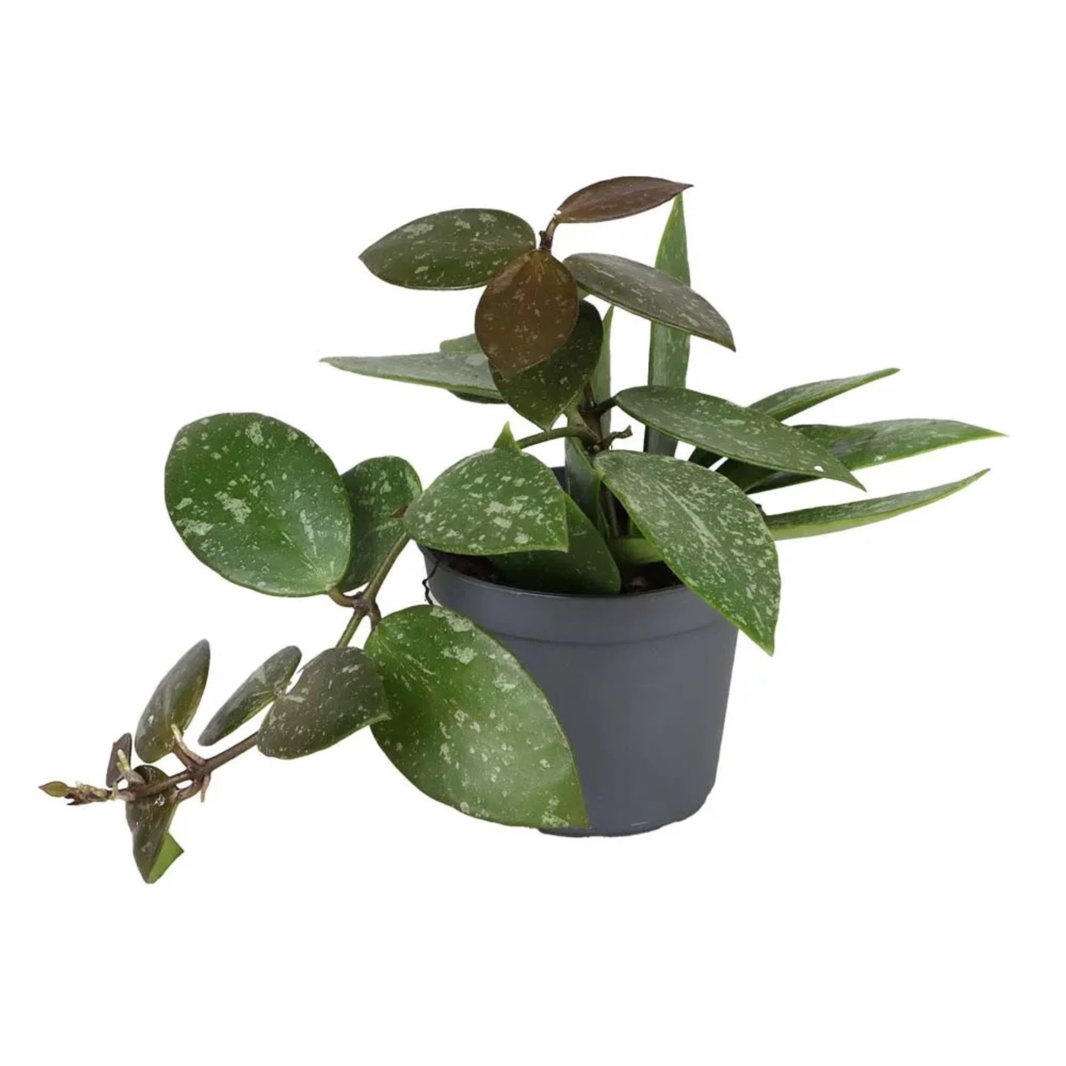 Hoy agracilis - don. 6 cm