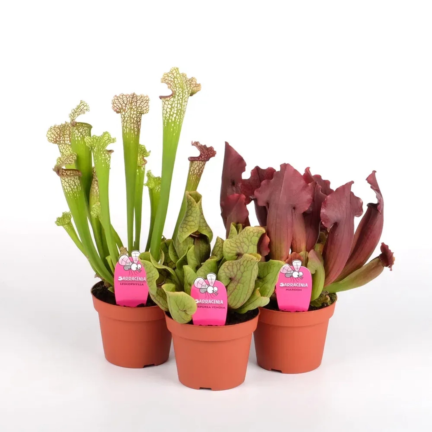 Kapturnica Sarracenia wys. 15-30cm