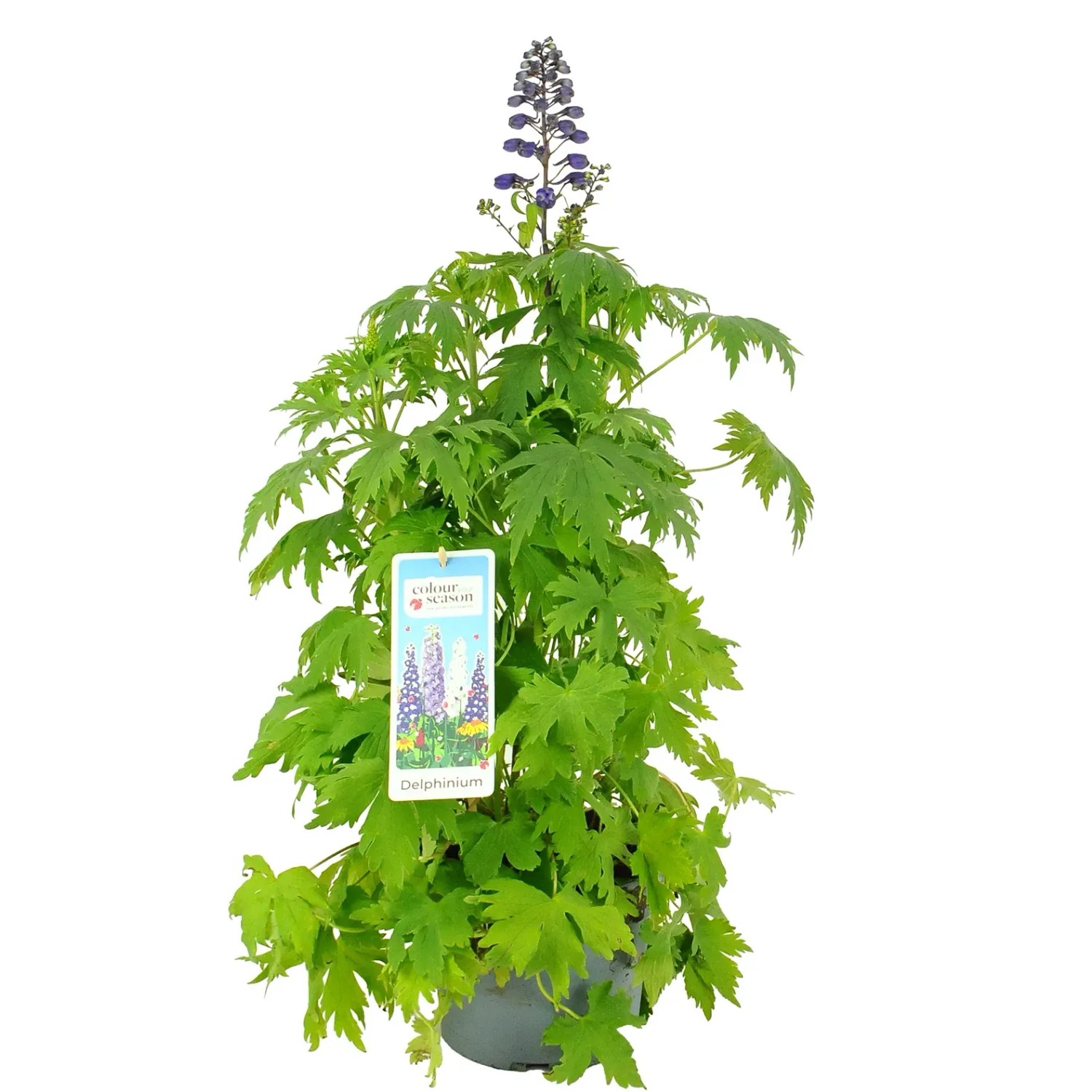 Ostróżka (Delphinium) - don. 19 cm