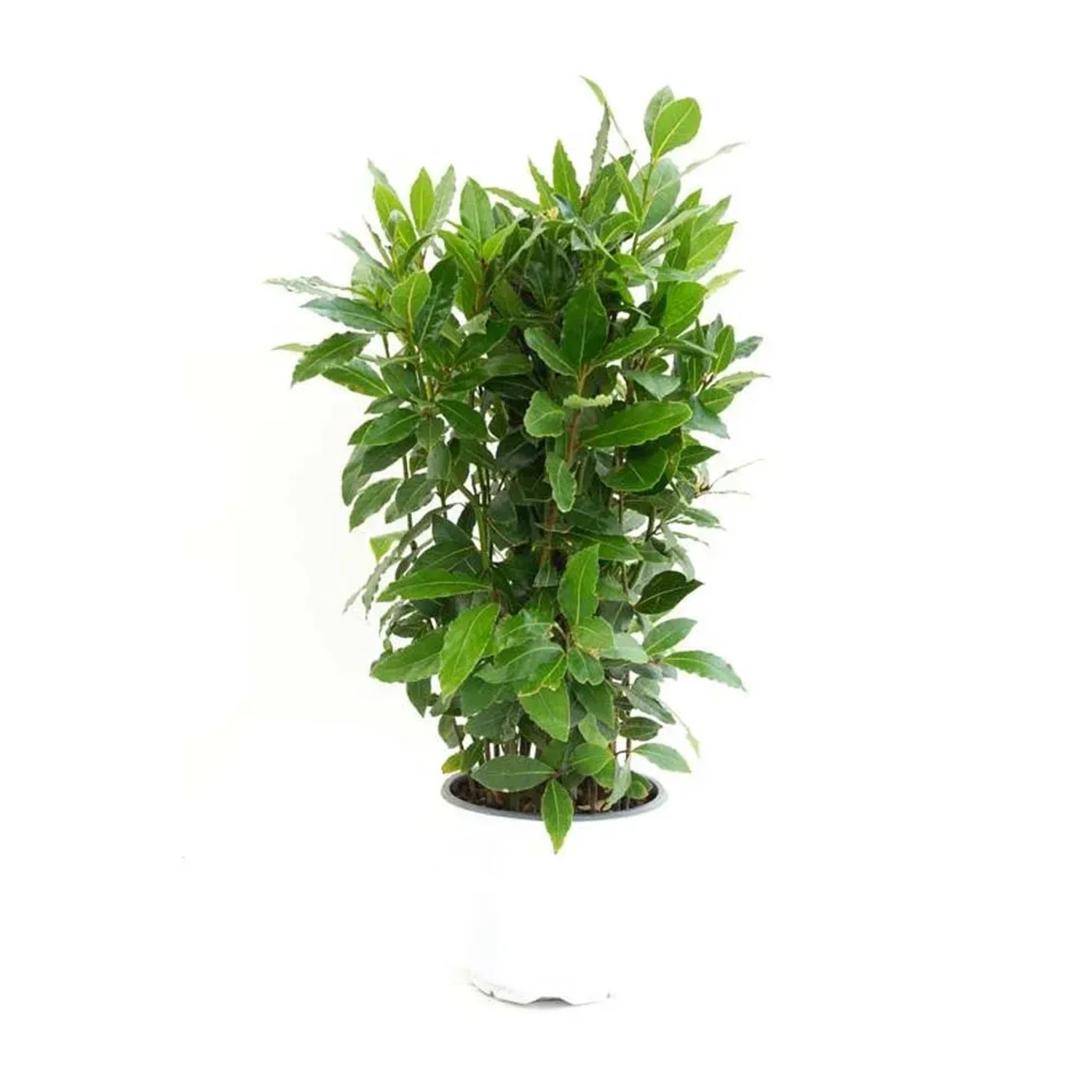 Wawrzyn szlachetny (Laurus Nobilis) - wys. 50 cm