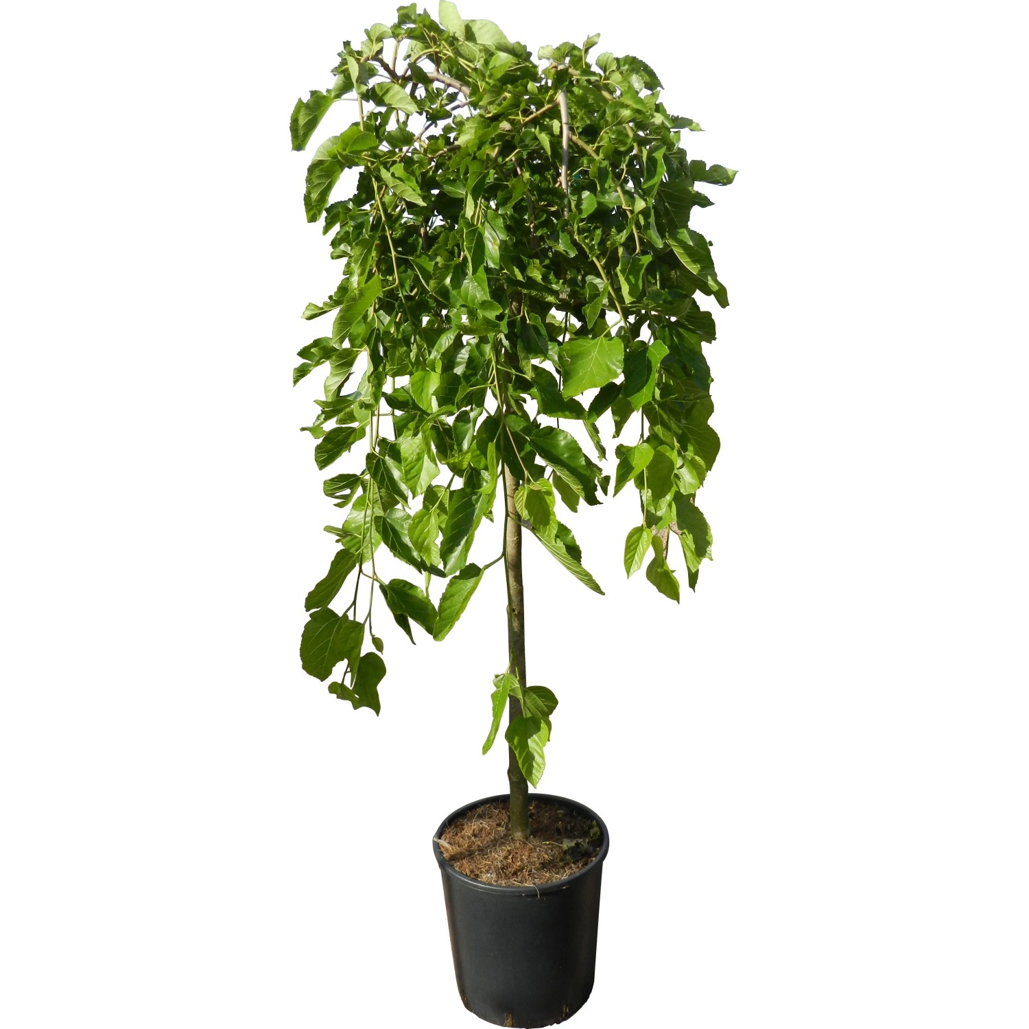 Morwa biała (Pendula) - wys. około 90 cm, don. 18 l