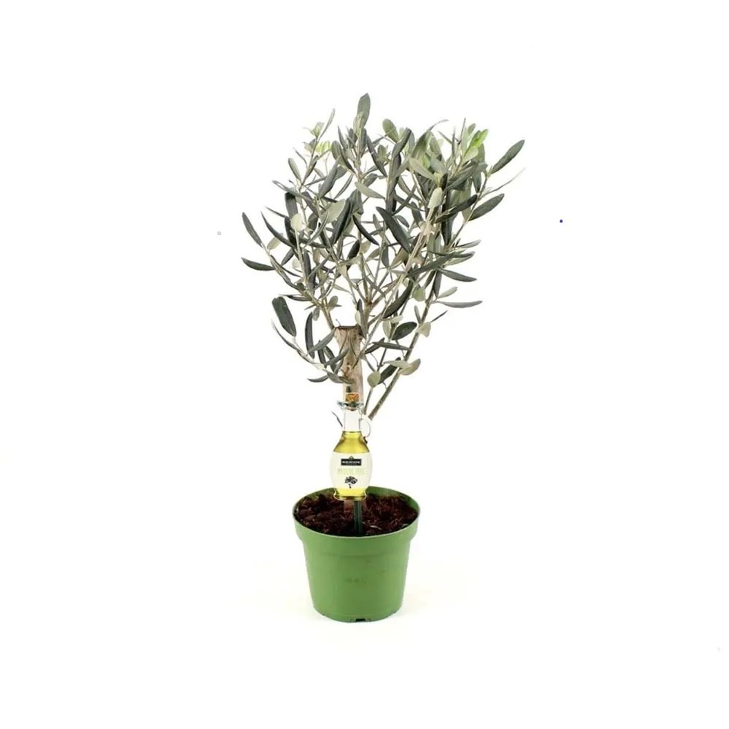 Oliwka mini na pniu (Olea europaea) don. 12 cm