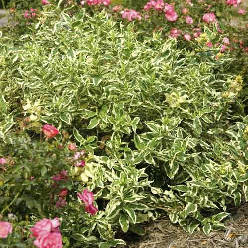 1 buc, Diervilla sessilifolia Cool Splash PBR, C3 - Puieți: Mod de ambalare: 1 buc